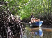 Menelusuri Keindahan Wisata Alam Hutan Mangrove Desa Kurau Barat Yang Eksotis