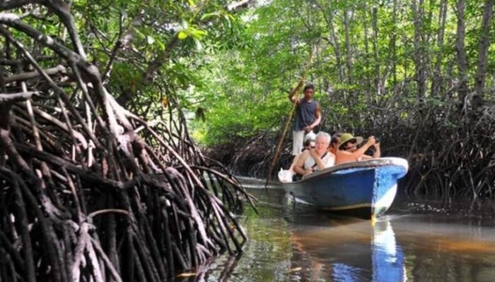 Menelusuri Keindahan Wisata Alam Hutan Mangrove Desa Kurau Barat Yang Eksotis