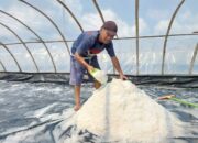 Produksi KUPS Mudong Garam Lestari Belitung Timur Meningkat Signifikan Berkat Sentuhan Program CSR PT Timah