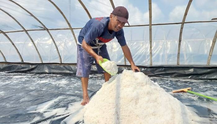 Produksi KUPS Mudong Garam Lestari Belitung Timur Meningkat Signifikan Berkat Sentuhan Program CSR PT Timah