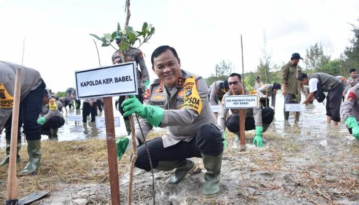 Polda Babel Tanam 1.300 Pohon Mangrove Di Kawasan Eks Tambang