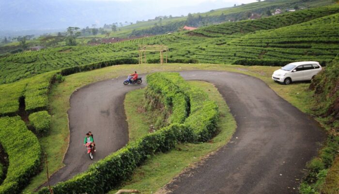 Menikmati Panorama Pegunungan di Kebun Teh Kaki Gunung Dempo Pagar Alam