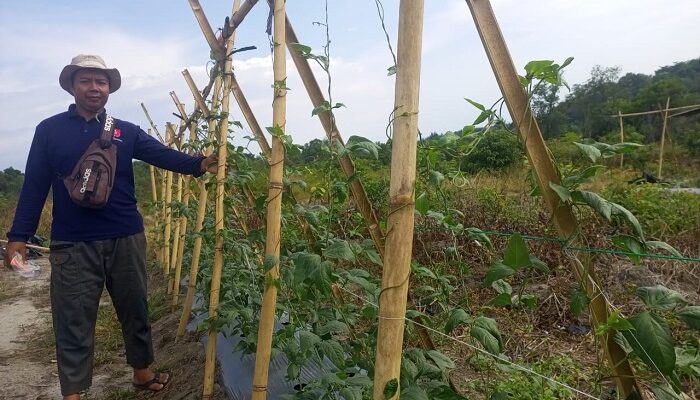 PT Timah Kembangkan Lahan Bekas Tambang Jadi Kawasan Agroforestri