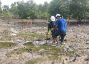 PT Timah Tanam 2500 Pohon Mangrove di Pantai Gemuruh