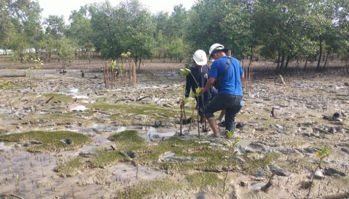 PT Timah Tanam 2500 Pohon Mangrove di Pantai Gemuruh