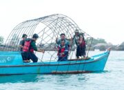 PT Timah Kembali Tenggelamkan 37 Unit Coral Garden di Pulau Putri