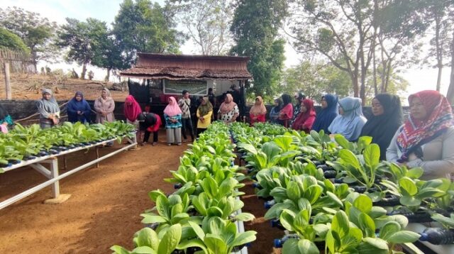 Pengembangan Pertanian