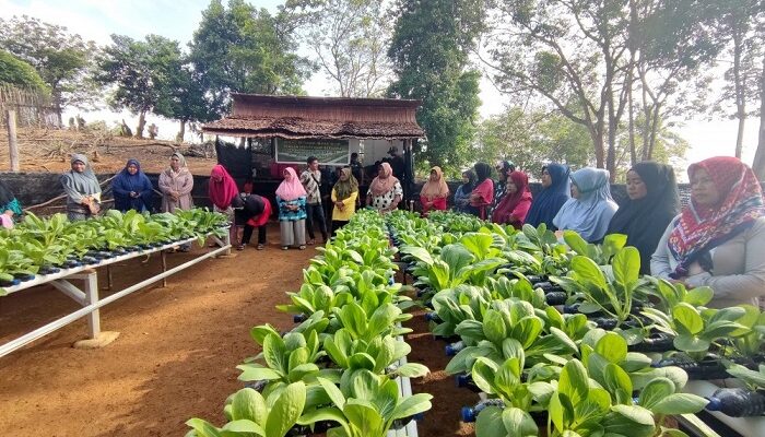 Beragam Insiatif PT Timah Mendukung Ketahanan dan Pengembangan Pertanian di Lingkar Tambang