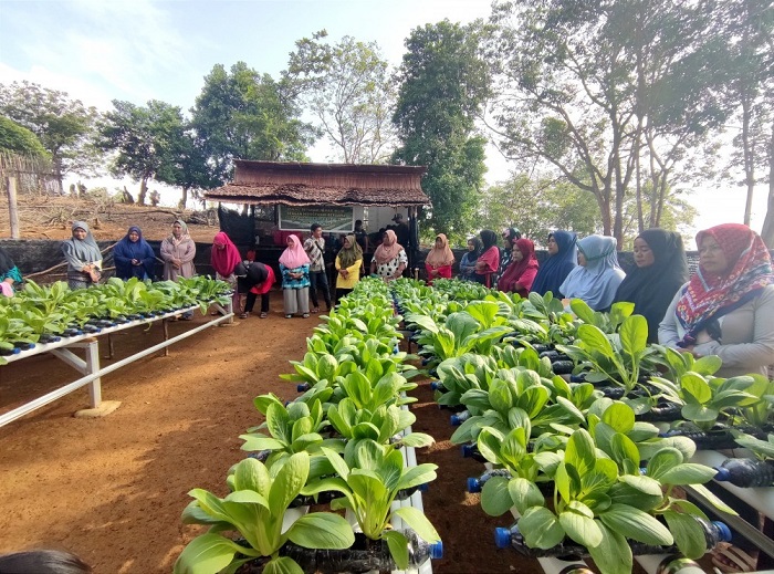 Pengembangan Pertanian