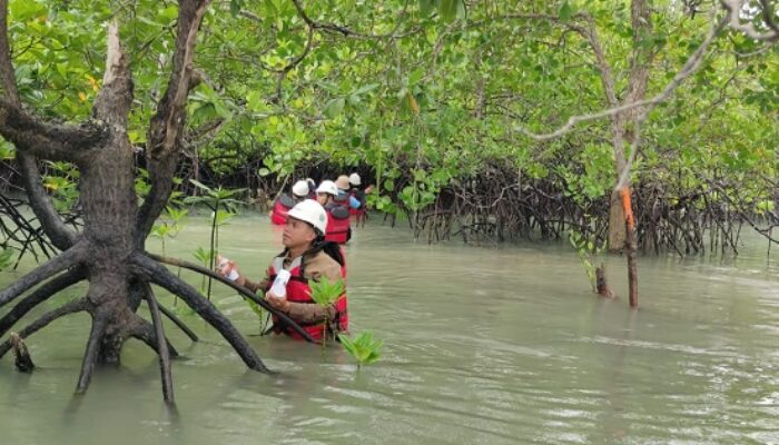 Komitmen PT Timah Menjaga Keseimbangan Ekosistem Pesisir