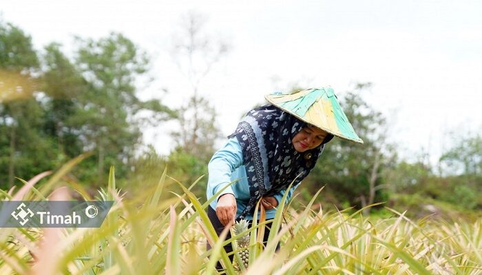 Zulyanti Sosok Inspiratif Dibalik Suksesnya Kelompok Tani Aek Jelutung, Kembangkan Program PROTEIN NABATI Bersama PT Timah