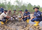PT Timah Tbk Tanam Ribuan Mangrove di Pantai Batu Kucing 