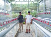 Dukung Ketahanan Pangan, PT Timah Serahkan Bantuan Usaha Budidaya Ayam Petelur di Bangka Barat