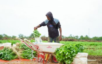 Farm Estate Tanjung Ular PT Timah, Manfaatkan Lahan Untuk Dukung Asta Cita