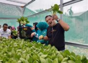 Panen Perdana Sayur Hidroponik di Rumah Hidroponik KWT