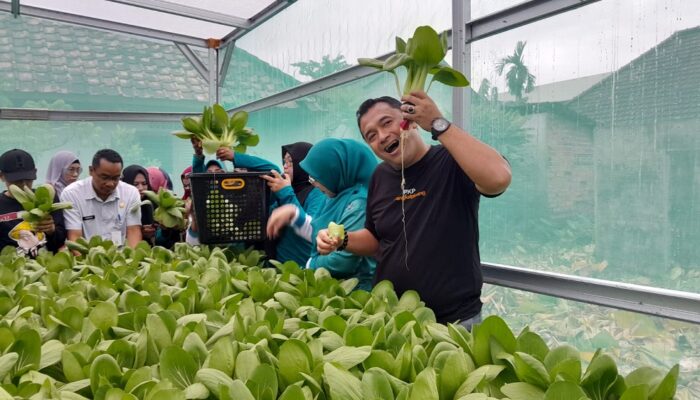 Panen Perdana Sayur Hidroponik di Rumah Hidroponik KWT