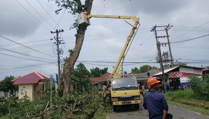 Cegah Kecelakaan, PT Timah dan PLN Lakukan Penebangan Pohon Berisiko di Kawasan Mentok