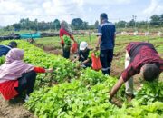 Tidak Hanya Dukung Ketahanan Pangan, Farm Estate Tanjung Ular Ciptakan Kesempatan Kerja Bagi Masyarakat 