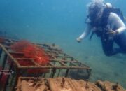 Menjaga Ekositem Pesisir, PT Timah Tenggelamkan Ribuan Artificial Reef Dalam Lima Tahun Terakhir 