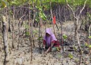 PT Timah Tbk Tanam 12 Ribu Bibit Mangrove di Kundur
