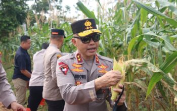 Polda Babel Gelar Panen Perdana 10 Ton Jagung Manis, Dukung Program Ketahanan Pangan
