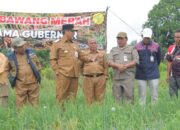 Kelompok Tani Timur Makmur Panen Bawang Merah di Desa Mesu Timur