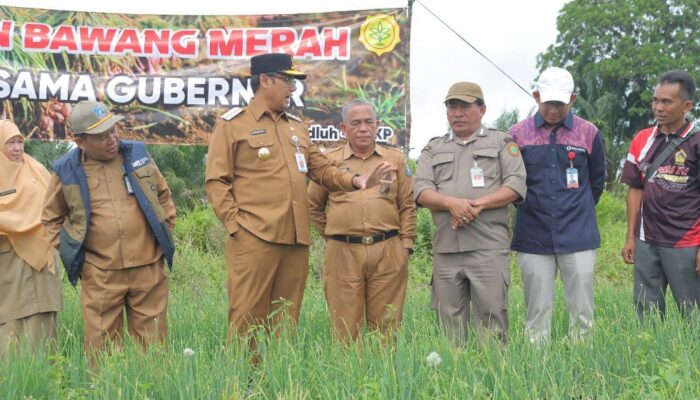 Kelompok Tani Timur Makmur Panen Bawang Merah di Desa Mesu Timur