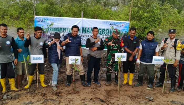 PT Timah Kembali Tanam Ribuan Mangrove di Desa Sawang Laut 