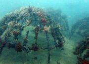 Artificial reef PT Timah di Rambak Berhasil Menjadi Karang Alami