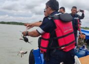 Jaga Kelestarian Kepiting dan Tingkatkan Ekonomi Nelayan, PT Timah Tbk Tebar 300 Bibit Kepiting Bakau di Pantai Kundur 