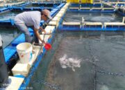 Bersama PT Timah Pokdakan Tuah Bersatu Terus Berkembang, Tingkatkan Ekonomi Masyarakat dengan Budidaya Perikanan 