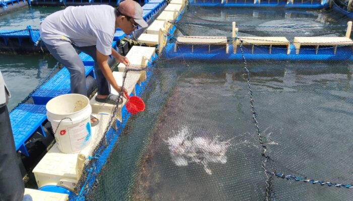 Bersama PT Timah Pokdakan Tuah Bersatu Terus Berkembang, Tingkatkan Ekonomi Masyarakat dengan Budidaya Perikanan 