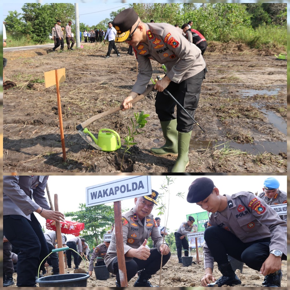 ribuan bibit