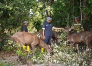 Wujudkan Tambang Berkelanjutan, PT Timah Konsisten Lakukan Reklamasi