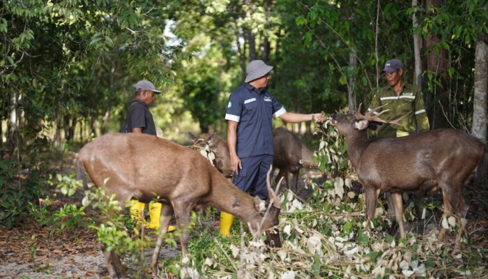 Wujudkan Tambang Berkelanjutan, PT Timah Konsisten Lakukan Reklamasi