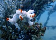 Warisan untuk Laut, PT Timah Konsisten Tenggelamkan Artificial Reef 