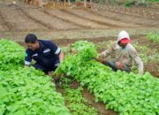 Inisiatif PT Timah Dalam Mendukung Sektor Pertanian, Mendukung Program Ketahanan Pangan 