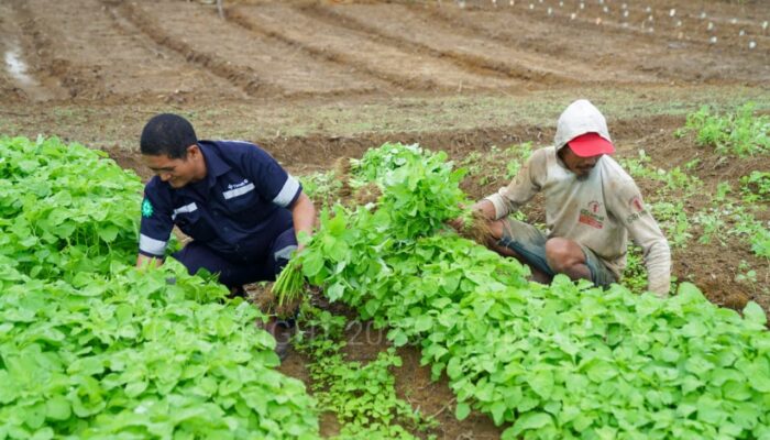 Inisiatif PT Timah Dalam Mendukung Sektor Pertanian, Mendukung Program Ketahanan Pangan 