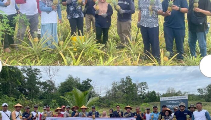 Kolaborasi PT Timah dan Kelompok Tani Air Jelutung Desa Badau Sulap Lahan Bekas Tambang Jadi Kebun Nanas 