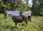 PT Timah Distribusikan Hewan Kurban ke Pulau dan Desa Terpencil, Berbagi Kebahagiaan dengan Masyarakat di Kabupaten Kepulauan Meranti 
