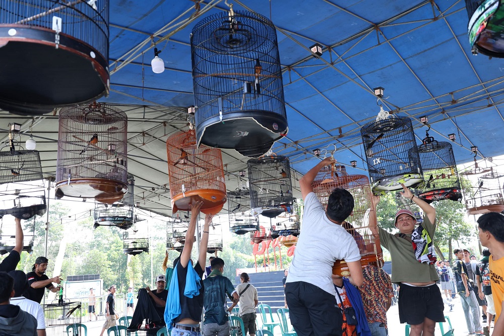 lomba burung