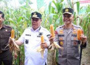 Polda Babel Gelar Panen Raya Jagung, Kapolda dan Gubernur Kompak Dukung Ketahanan Pangan Nasional