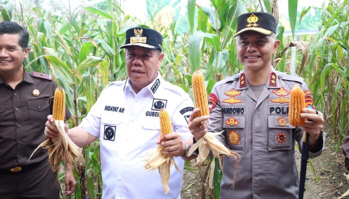Polda Babel Gelar Panen Raya Jagung, Kapolda dan Gubernur Kompak Dukung Ketahanan Pangan Nasional