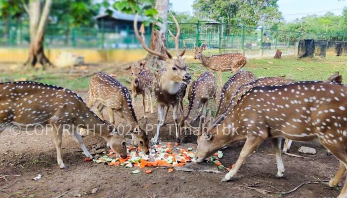 Lindungi Satwa Endemik, PT Timah Laksanakan Program Kehati Hingga Pusat Penyelamatan Satwa 