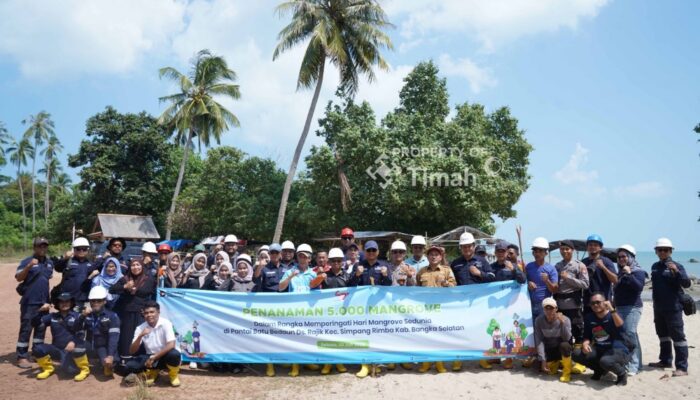 Jaga Ekosistem Pantai Batu Bedaun Bangka Belitung, PT Timah Kolaborasi dengan Karang Taruna Desa Rajik Tanam Ribuan Mangrove 
