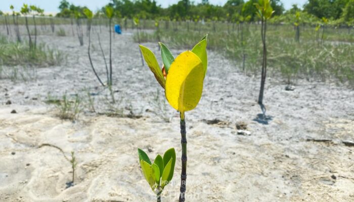 Mangrove Jadi Benteng Pesisir, PT Timah Tanam Ribuan Bibit Lewat Program TJSL