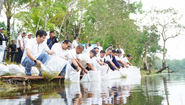 PT TIMAH  Tbk Tebar Belasan Ribu Bibit Ikan di Kolong Bekas Tambang, Optimalisasi Pemanfaatan Kolong dan Ekonomi Masyarakat