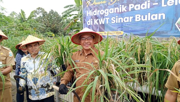 Panen Perdana Padi Lele Hidroganik di Pangkalpinang: Inovasi Cerdas KWT Sinar Bulan Didorong Pemkot dan BI