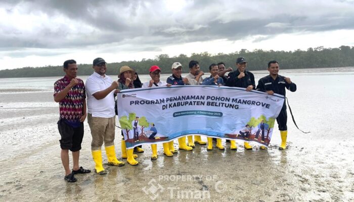 PT TIMAH Tbk Tanam Mangrove di Belitung, Perkuat Ketahanan Pesisir dan Ekonomi Masyarakat