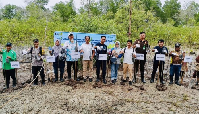 Jaga Ekosistem Pesisir, PT TIMAH Tbk Tanam Ribuan Mangrove di Pantai Kobel Kundur